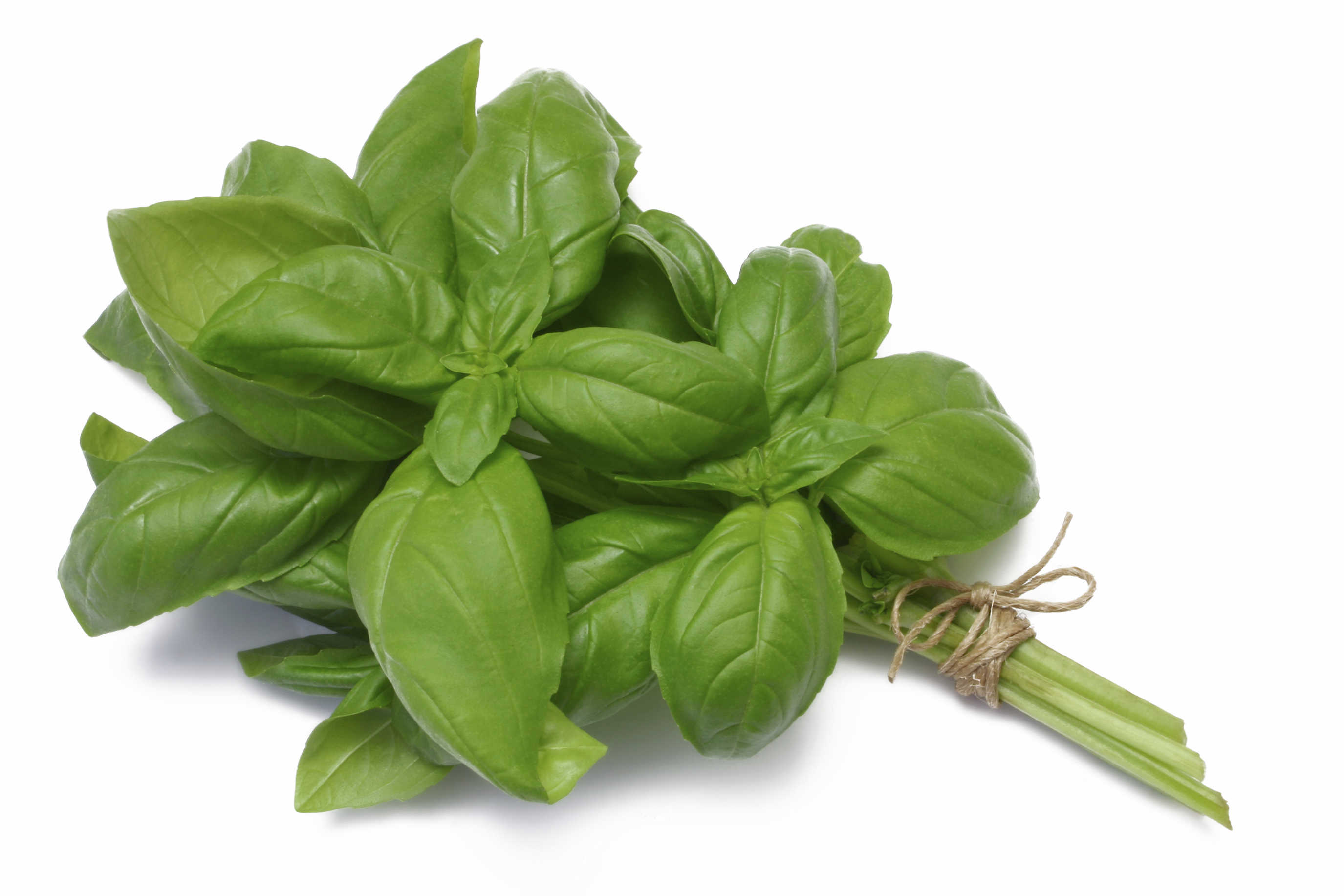 Basil - Fresh Grown Farms LLC